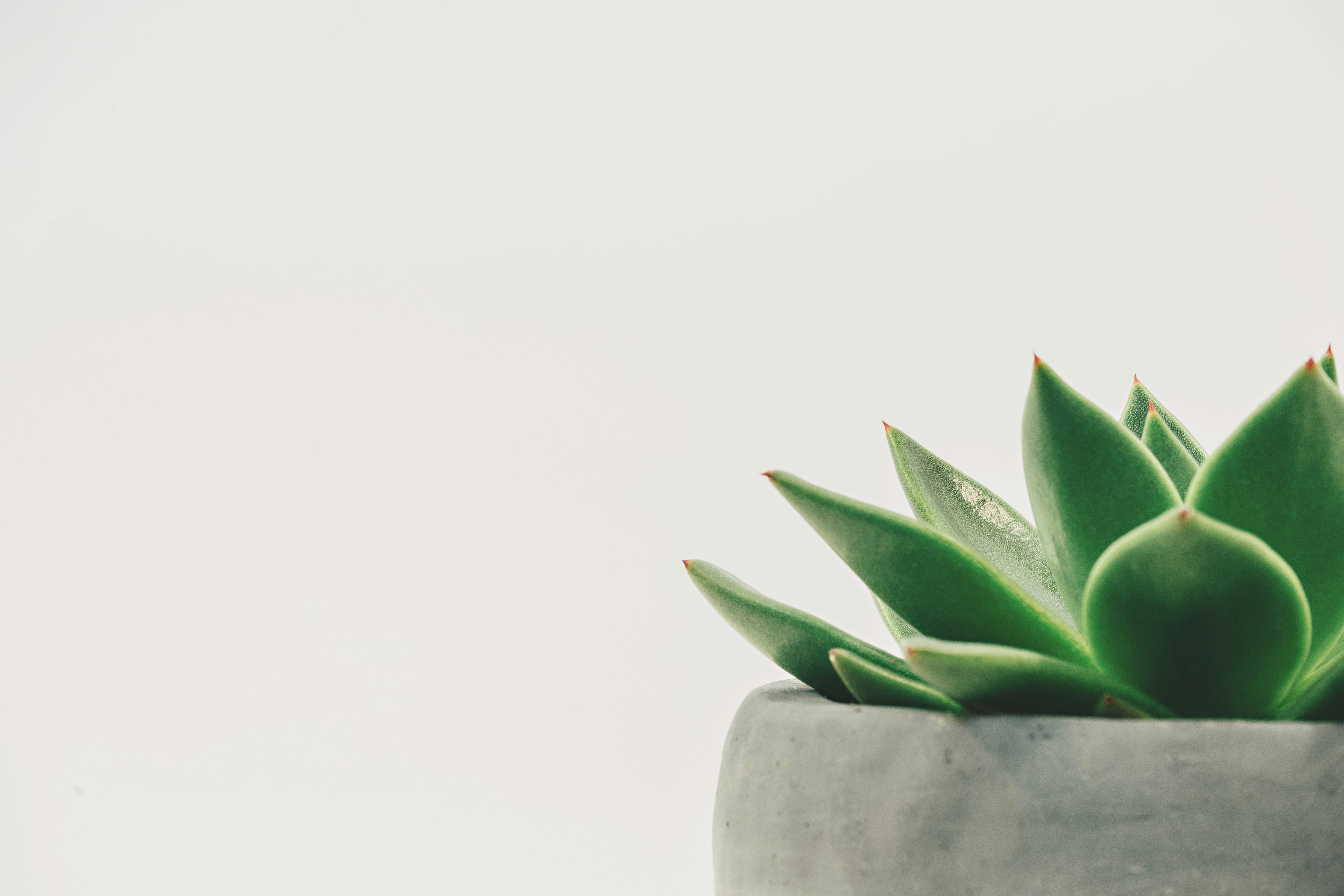 Mental Wellness Services
